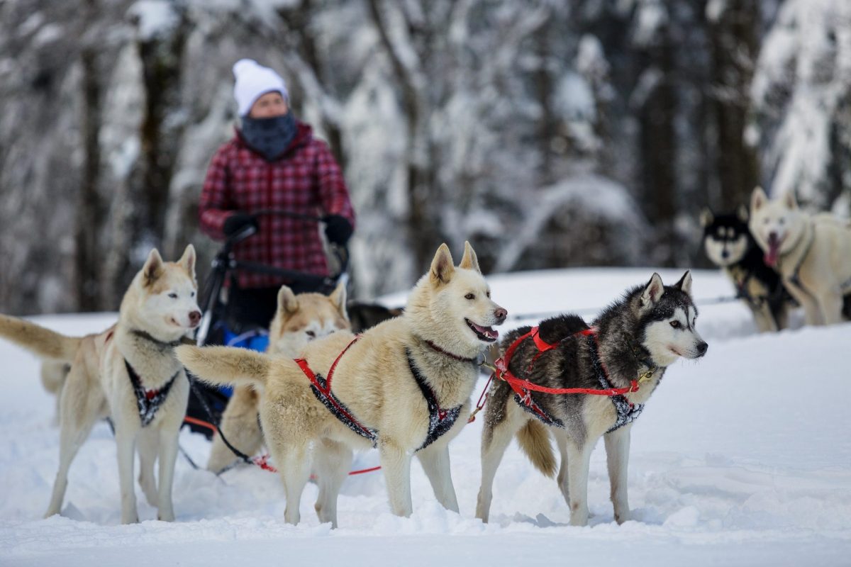 Balade en traîneau à chiens en Ariège Pyrénées, baptême et ...