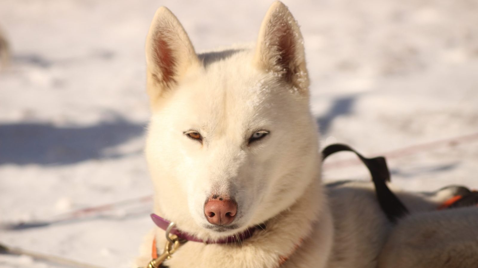 son grandes perros de nieve del pirineo