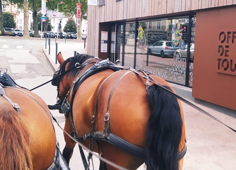 Cheval en Rênes