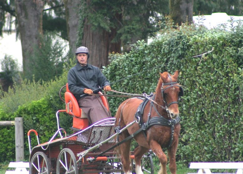 Cheval en Rênes