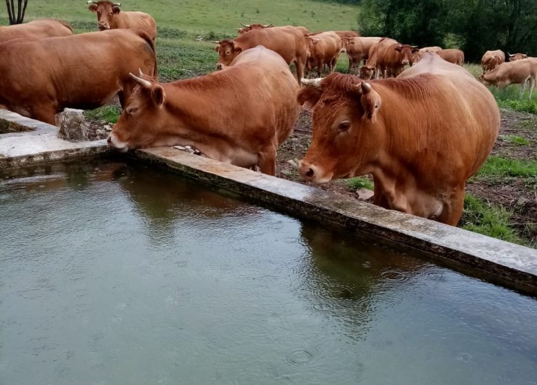 La Ferme des Fajanes