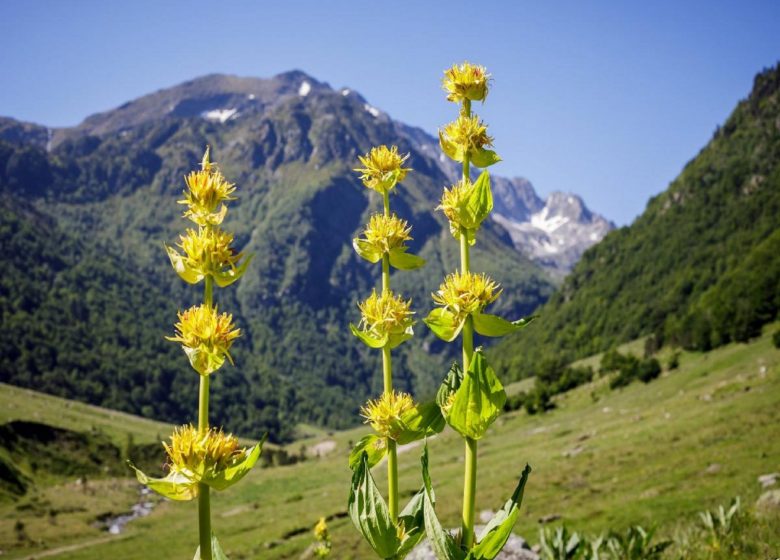 A la découverte des Vallées Pyrénéennes – Sud France