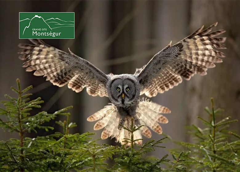 Balade au crépuscule à la découverte des rapaces nocturnes