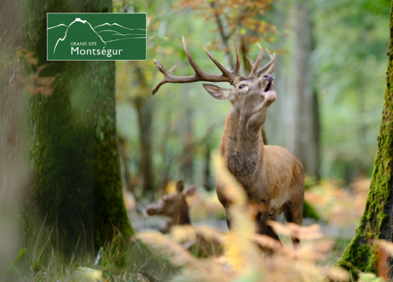 Découverte du roi de la forêt et de son environnement