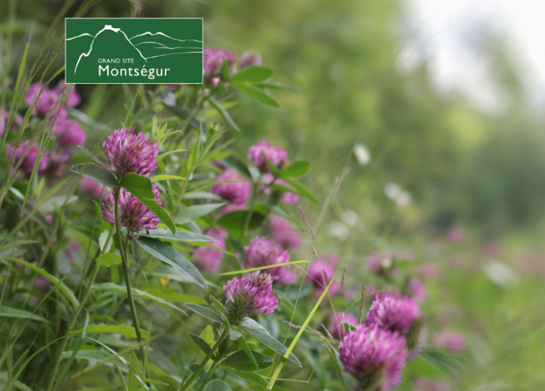 Les plantes comestibles de la forêt en automne