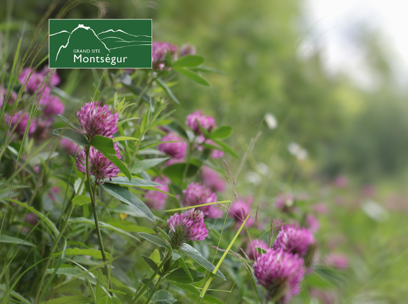 Les plantes comestibles de la forêt en automne