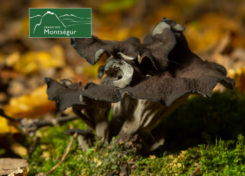 Découverte des champignons de montagne