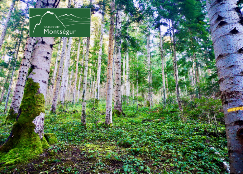 Regarder la forêt