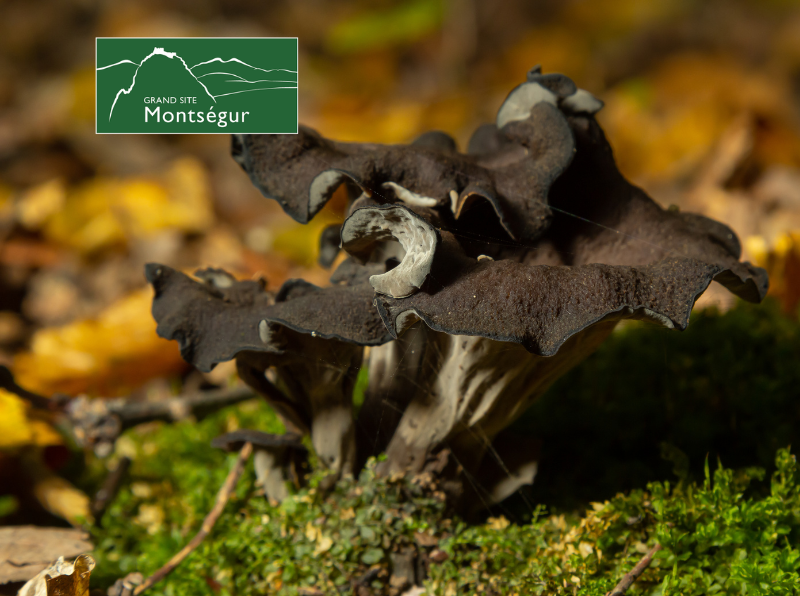 Découverte des champignons par les sens