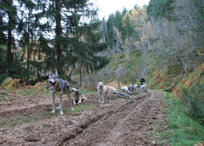 Initiation à la conduite d’attelage