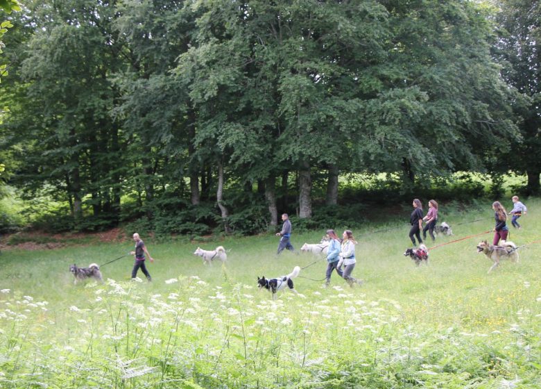 Cani-Randonnée avec Terre Sauvage