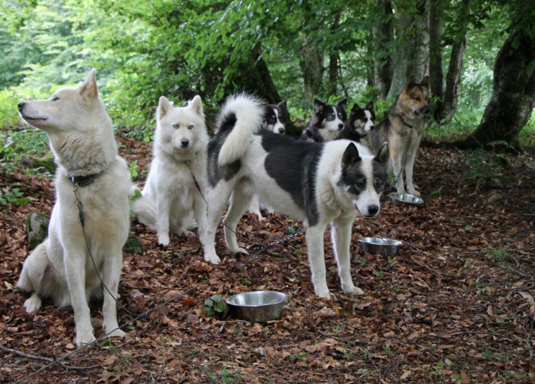 Cani-Randonnée avec Terre Sauvage