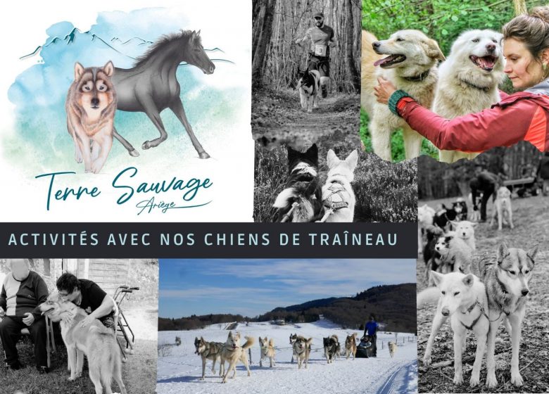 Terre sauvage, activités avec nos chiens de traîneau