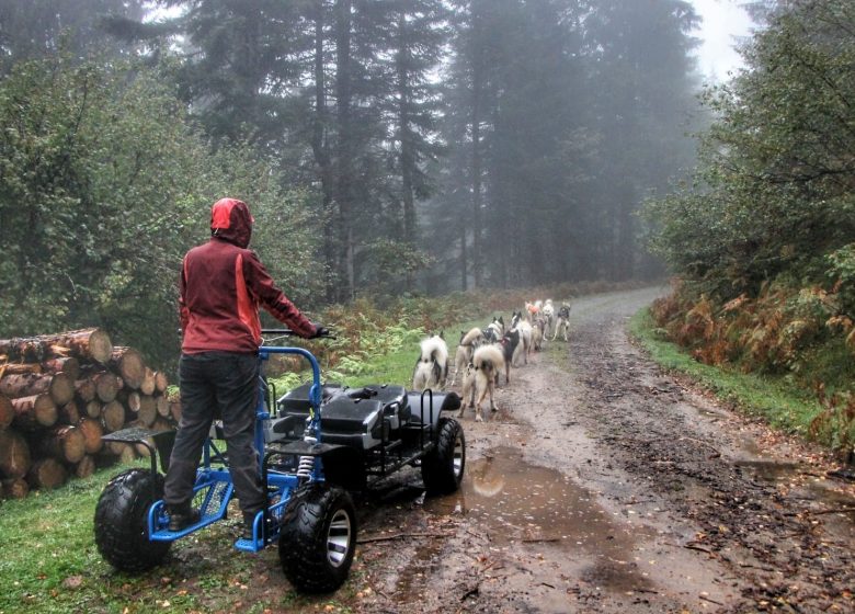 Terre sauvage, activités avec nos chiens de traîneau