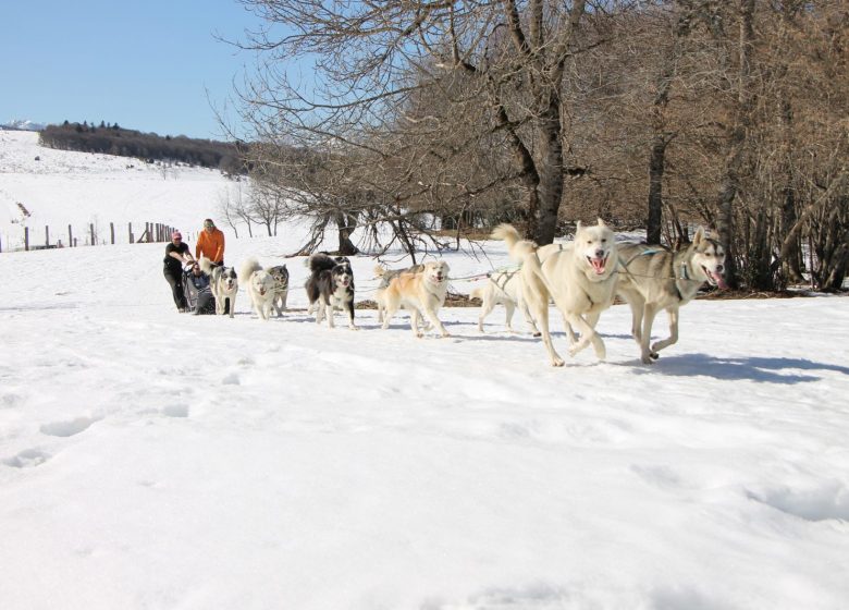 Terre sauvage, activités avec nos chiens de traîneau