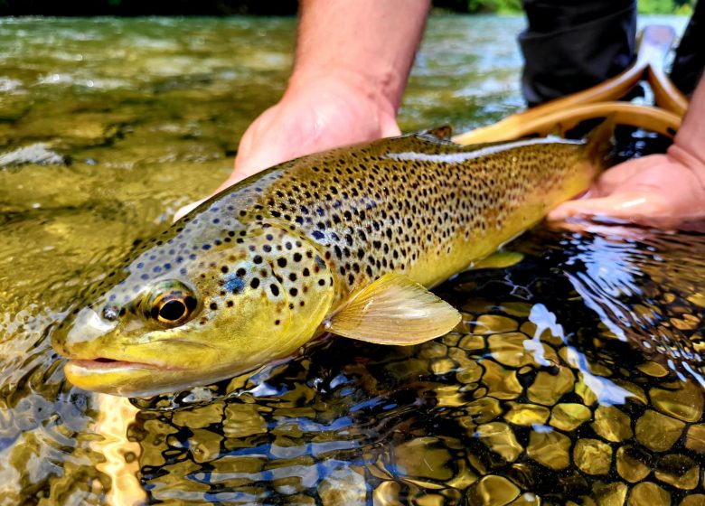 Pêche à la mouche avec Hook A Lip