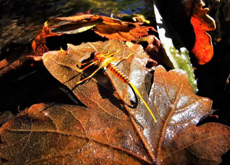 Pêche à la mouche avec Hook A Lip