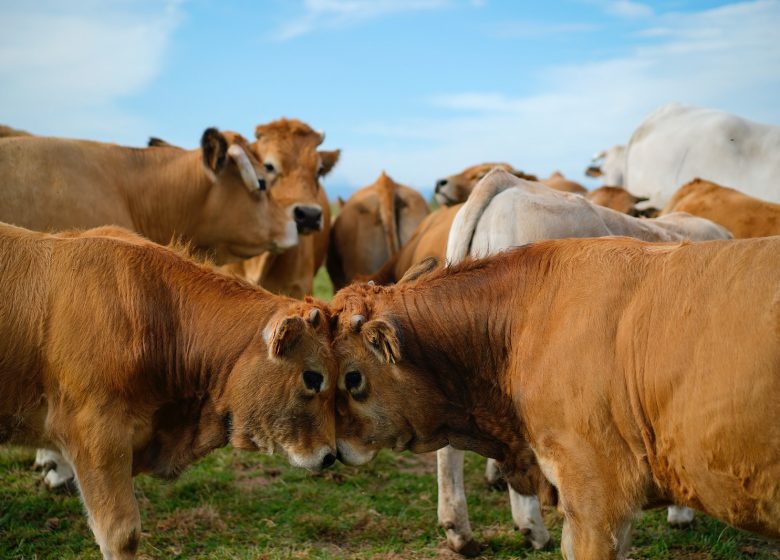 Produits de la ferme et jardin remarquable