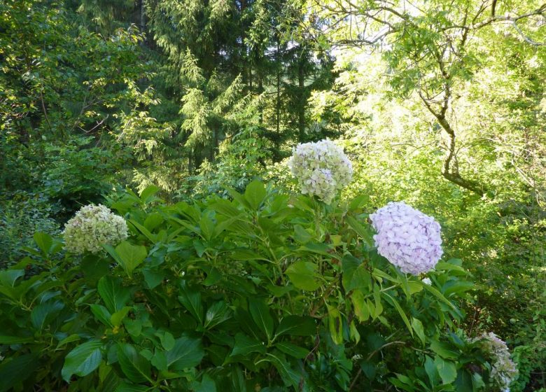 Gîte Les Hortensias de Montferrier