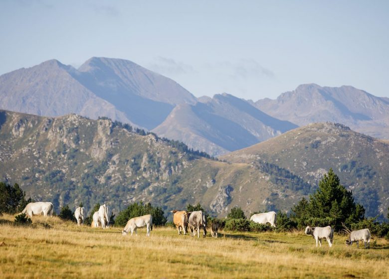 Ferme La Maison Lacube