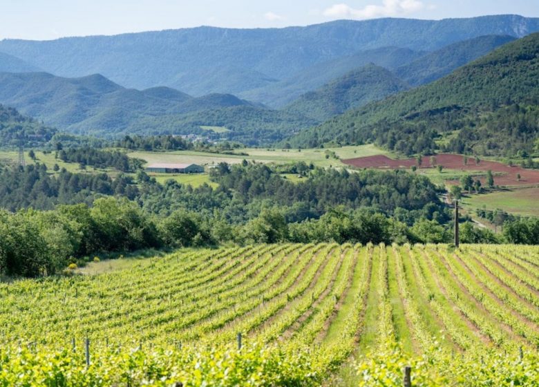 Producteur de vin de Terrios