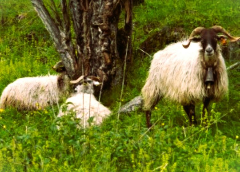 Ferme du Saladou