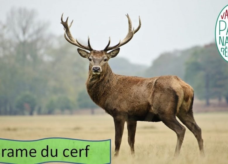 Écoute du  « brame du cerf »