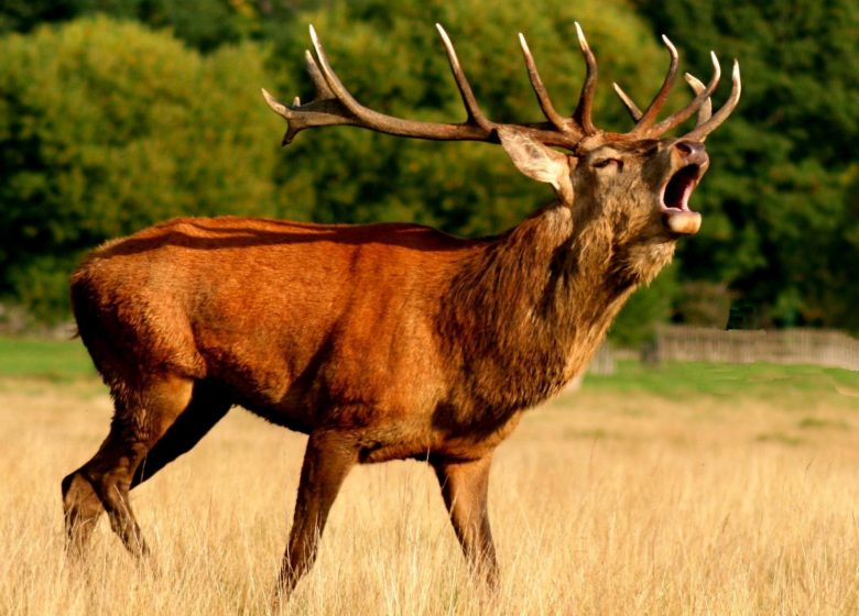 Randonnée « Brame du cerf »