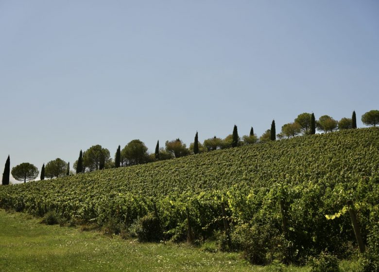 Dominik Benz – Créateur de Vin