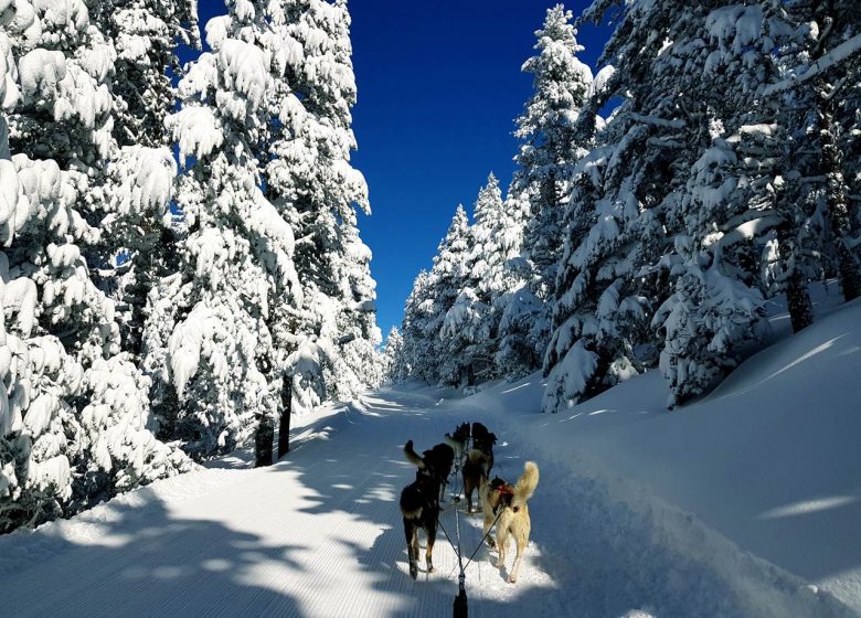 Chiens de traîneaux avec Angaka Village Nordique