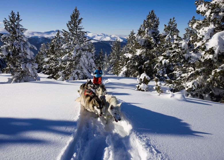 Chiens de traîneaux avec Angaka Village Nordique