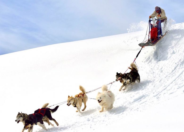 Chiens de traîneaux avec Angaka Village Nordique