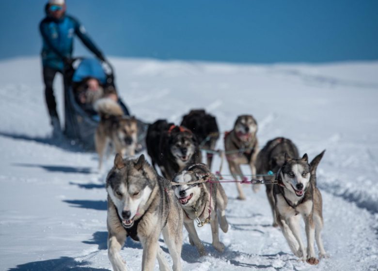 Chiens de traîneaux avec Angaka Village Nordique