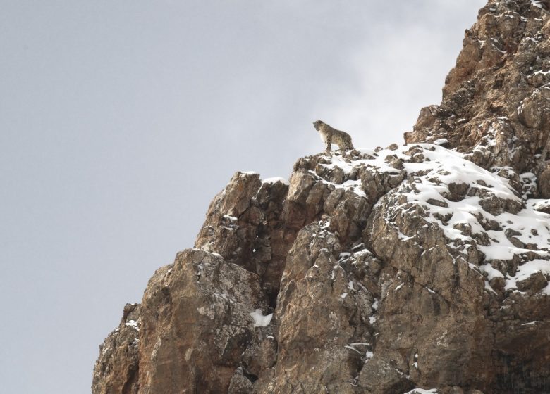 Exposition de photos : Vincent Munier