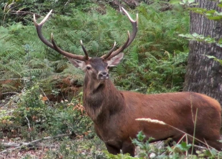 Écoute du  « brame du cerf »