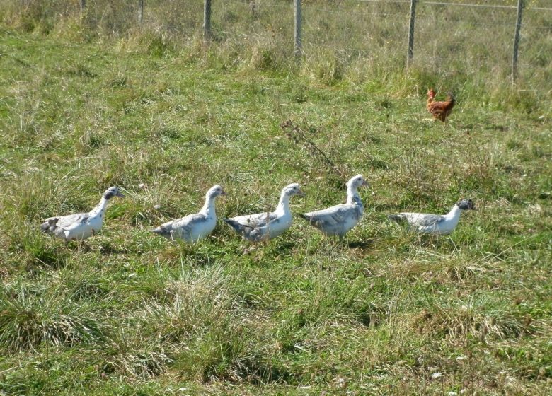 Ferme de Caoué