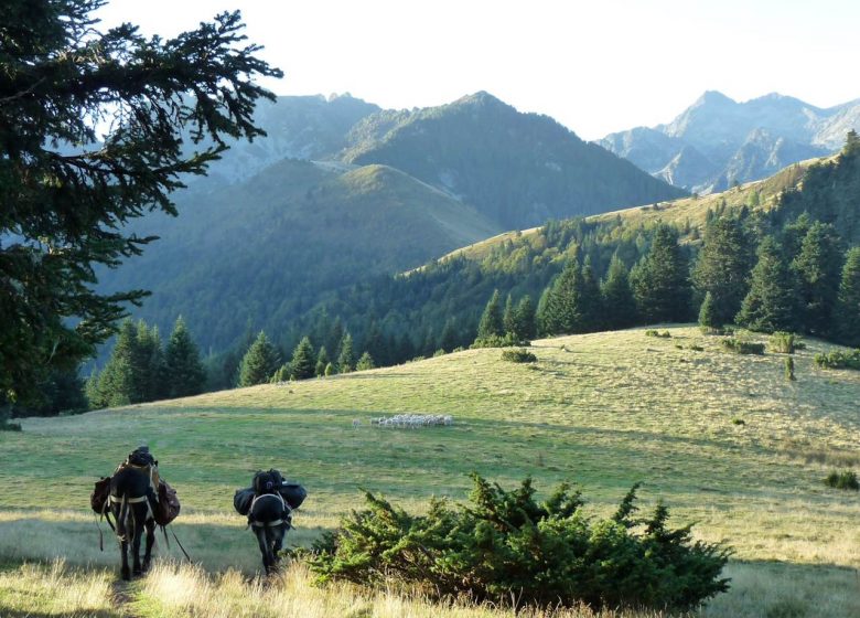 Escap’ânes en Pyrénées Cathares