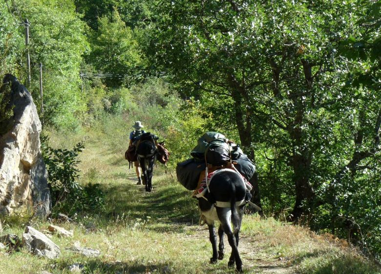 Escap’ânes en Pyrénées Cathares