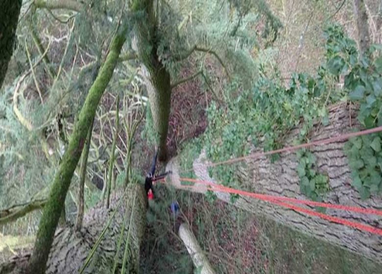 Rando-âne et Grimpe d’arbre – La Ferme aux Anes