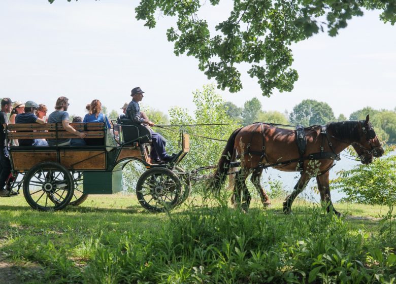 Cheval en Rênes