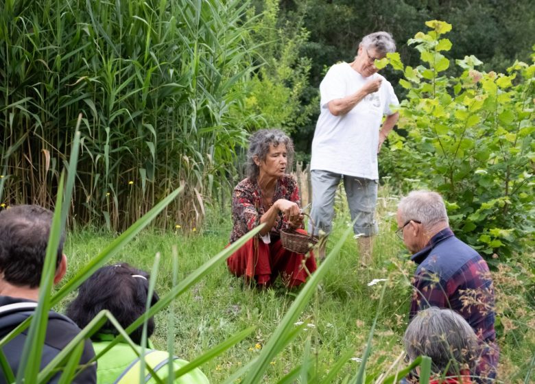 Promenade et cueillette de plantes comestibles sauvages – 3h